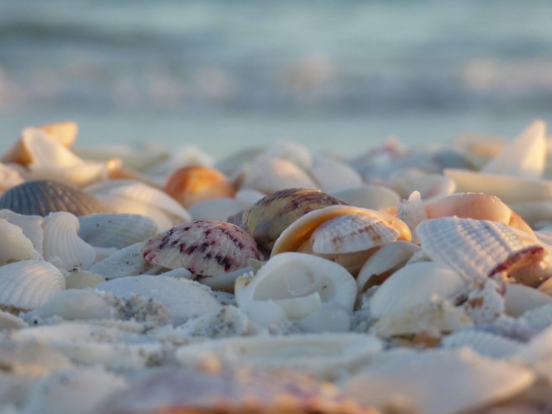 Sanibel Shelling Beaches