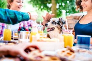 dog friendly dining on sanibel island